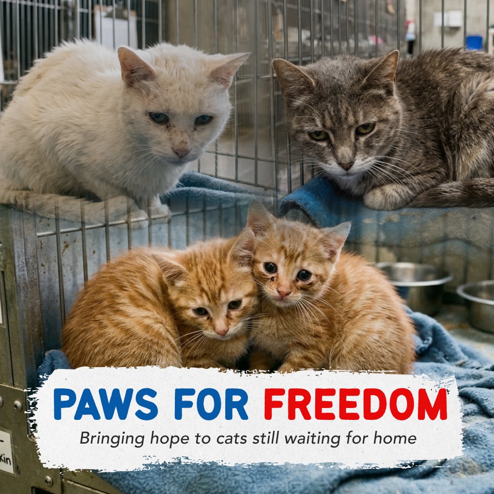 Help Fund Paws for Freedom Care Packs