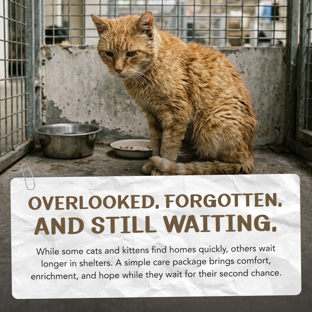 Overlooked & Forgotten Kitten Campaign