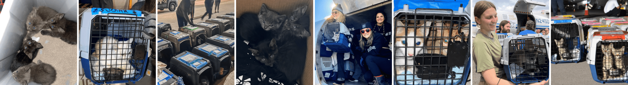 Untitled design (13)