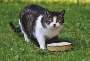 PetWireDaily — 10 Best Wet Cat Foods Veterinarians Recommend for Healthy, Happy Cats