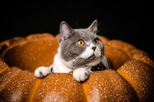 PetWireDaily — Cozy Cat Essentials for Autumn 2026: Fall Picks Your Cat Will Love