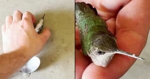 firefighter finds hummingbird