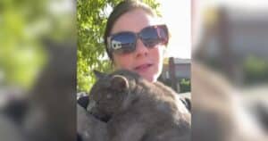 Cat struck by vehicle rescued by woman