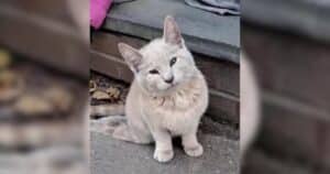 Paralyzed kitten Ryder first discovered