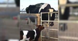 Orphaned calf looking for a mother