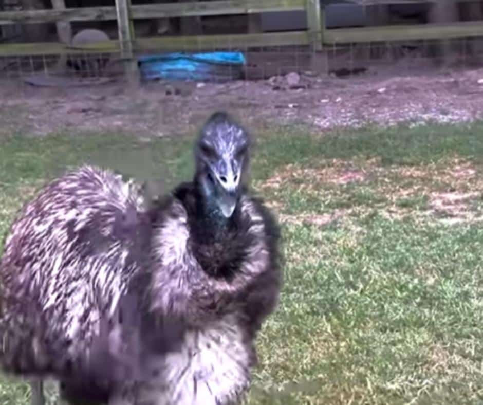 Jealous emu watching woman from afar