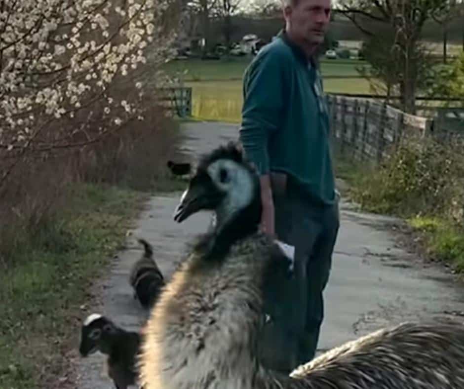 Emu blocking path between man and woman