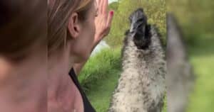 Emu greeting her human