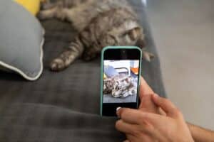PetWireDaily — Researchers Warn Some ‘Funny’ Cat Videos Aren’t as Harmless as They Look