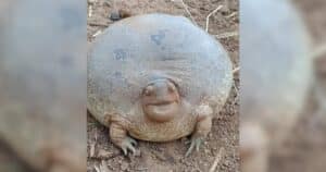 Round Frog Internet Sensation