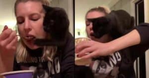 Bean the hungry cat