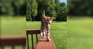 Bengal kitten adventures
