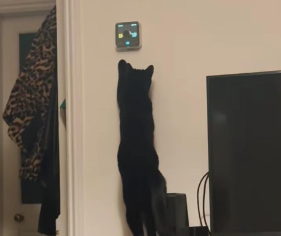 Black cat adjusts heat