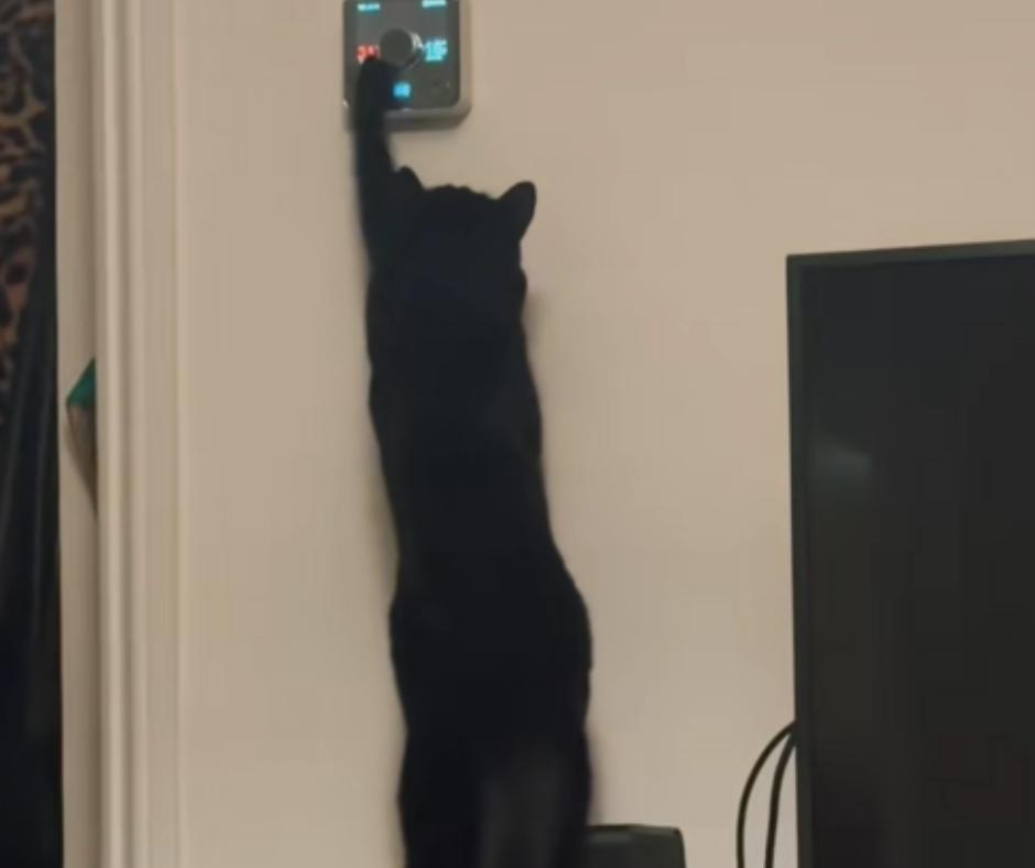 Cat heating hack