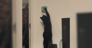 Cat adjusting thermostat