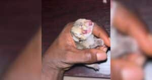 Newborn kitten from Lagos home