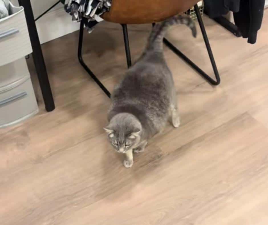 Willow in debate stance