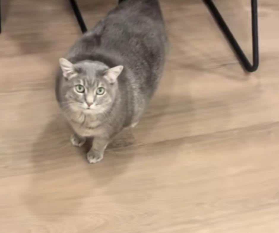 Willow mid-meow during breakfast debate