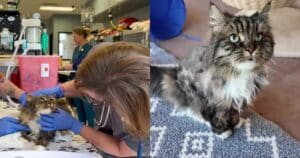 rescued cat in pet carrier