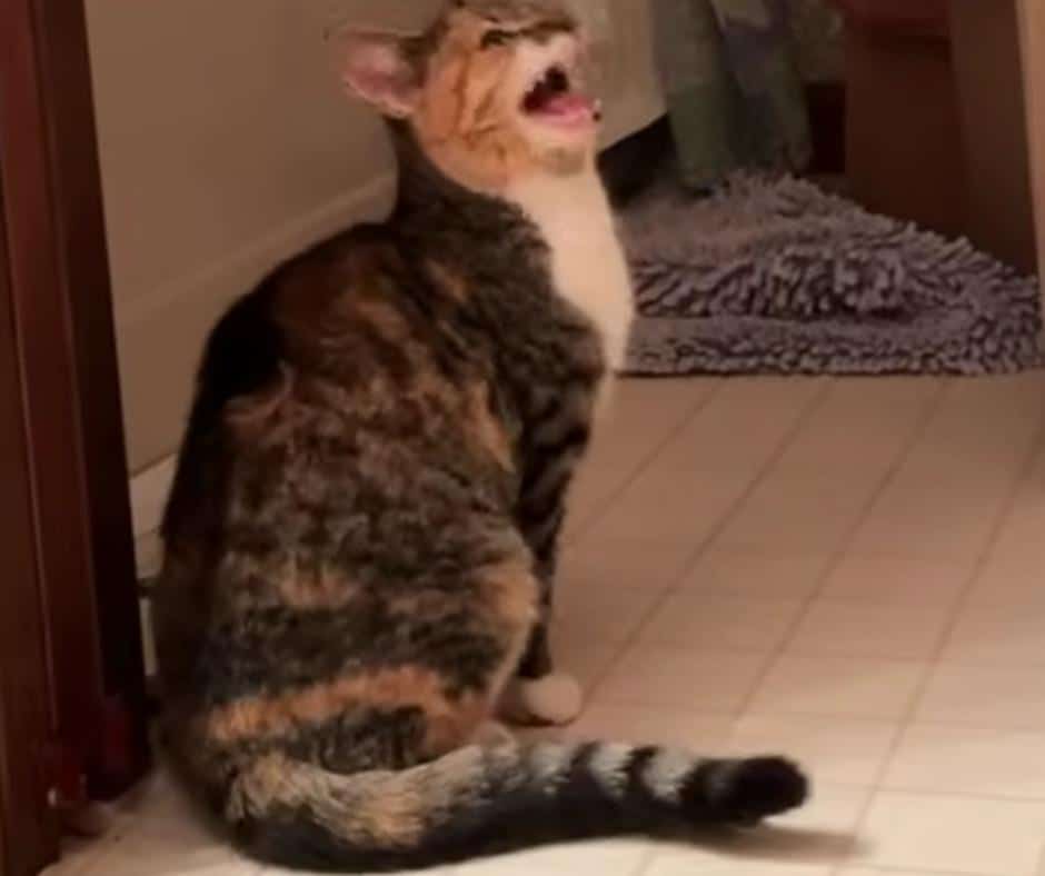 Cat explores indoors for the first time