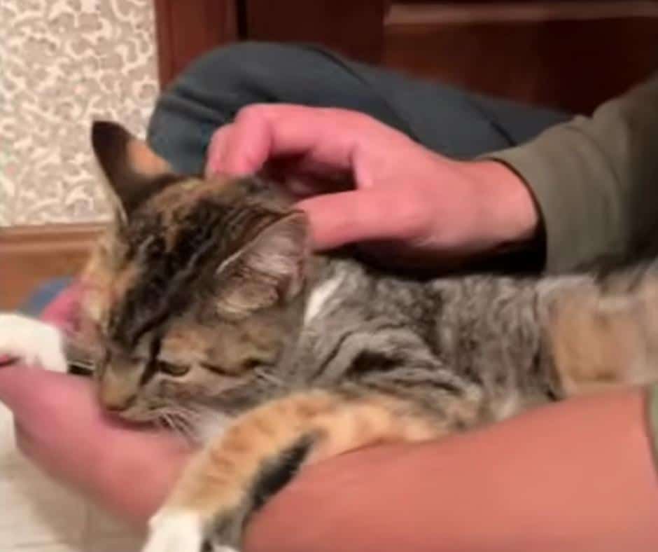 Timmi the cat happy and loved