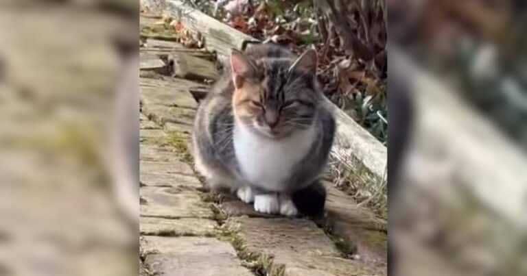 Stray cat outside porch