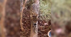 Gaia the black-footed cat