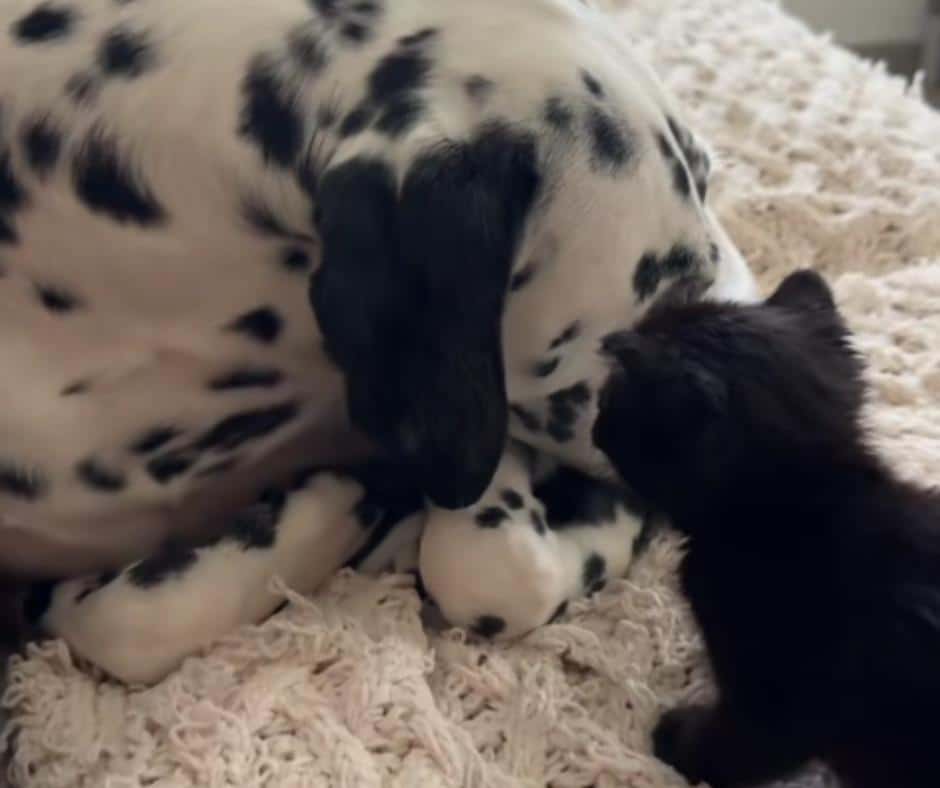 Cave the kitten cuddling River