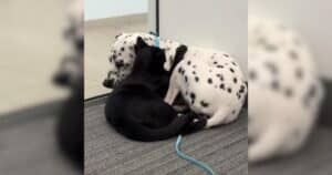 Dalmatian and kitten bonding
