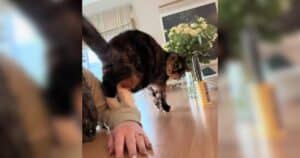 Tortoiseshell cat performing dance move