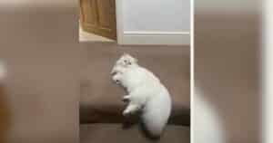 Cats exploring their grandparents' home