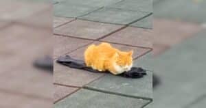 Stray Cat Park Workout