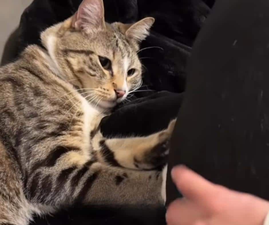 Cat and Dog