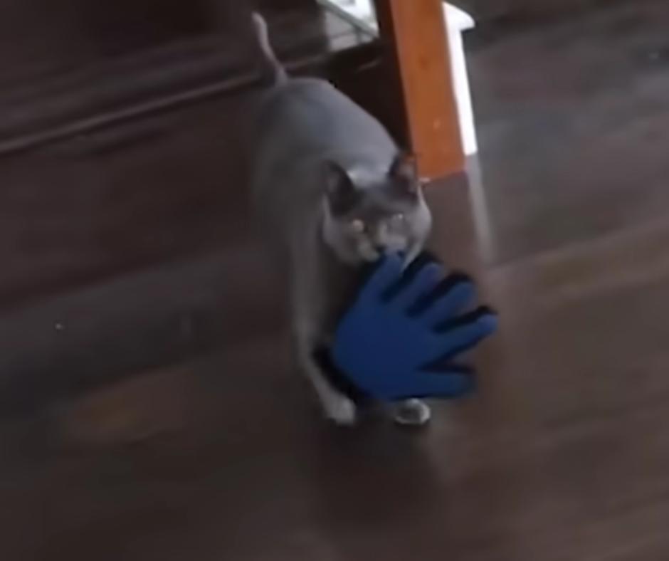 Anna the cat with a bra
