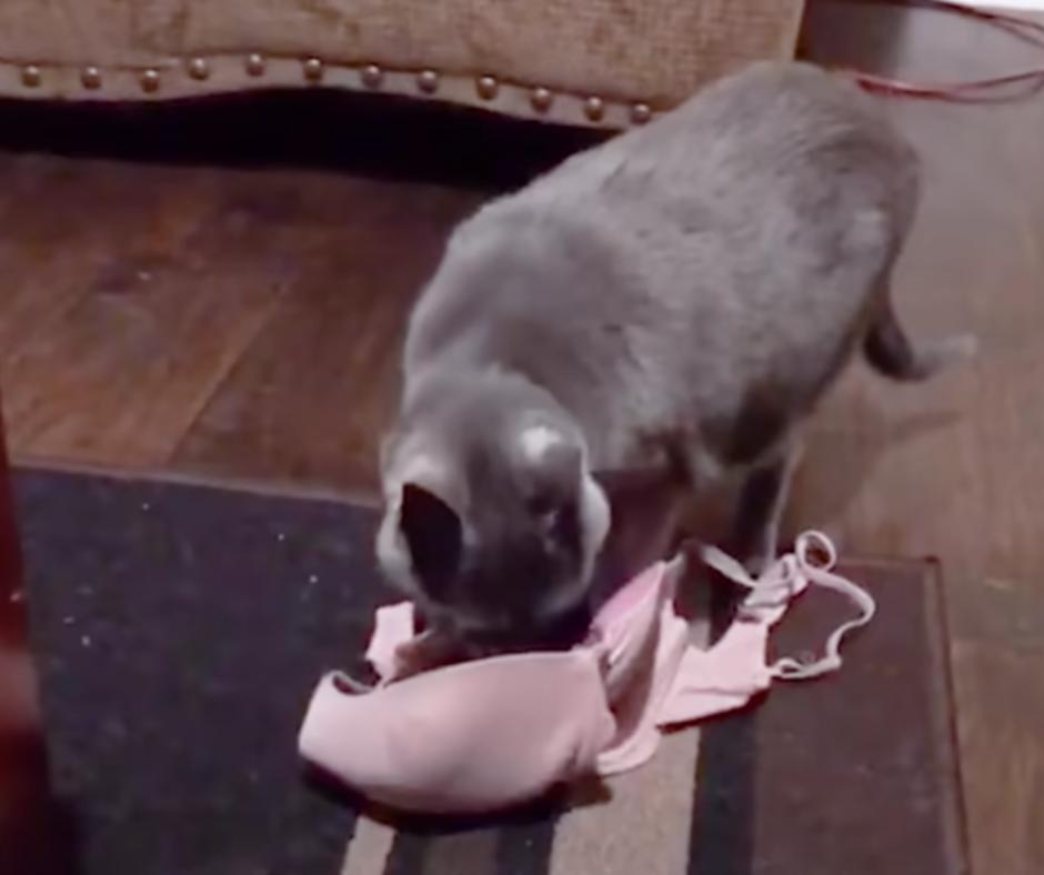 Anna the cat inspecting her delivery
