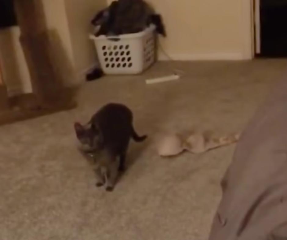 Anna the cat in action