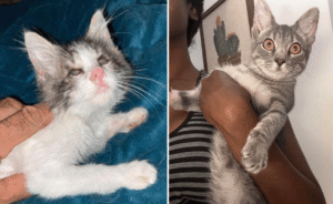 Shelter Cats
