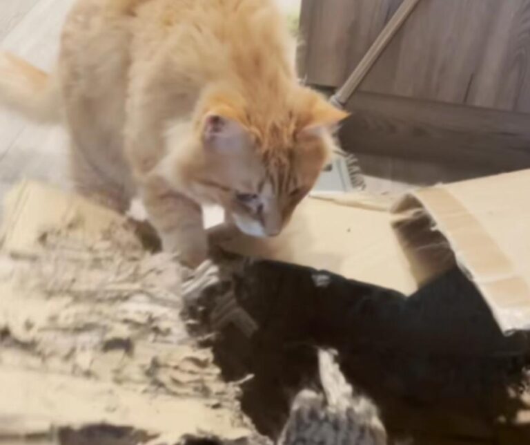 Calvin protecting his box