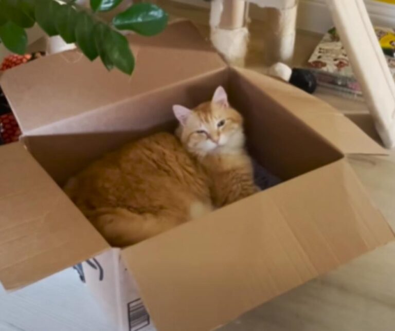 Calvin in new box