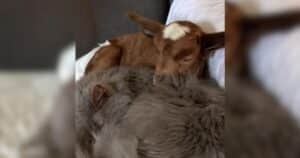 Lily, the baby goat