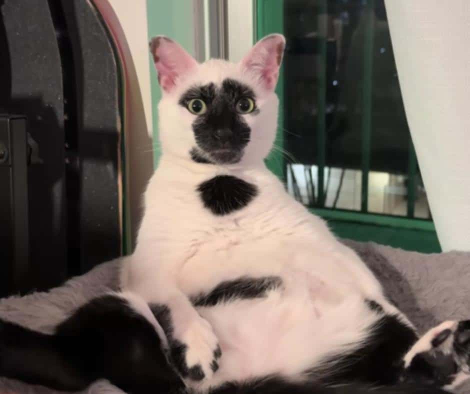 Mickey the Cat