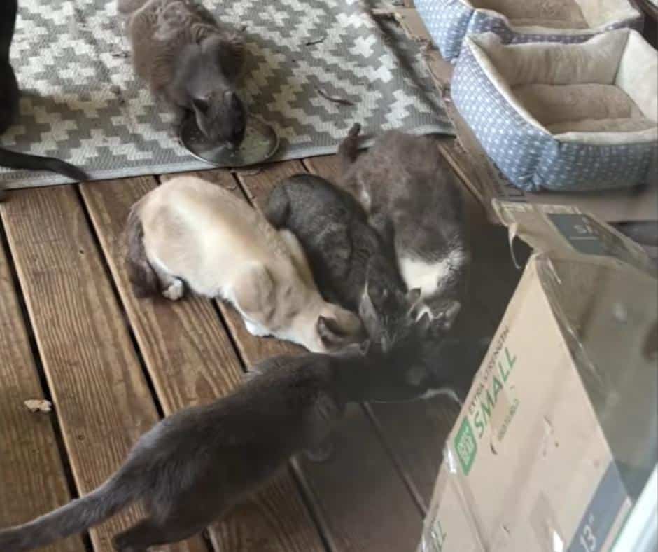Rescue cats