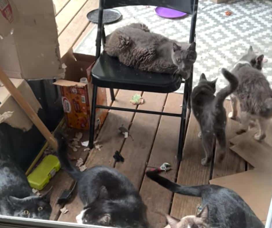 Cat sanctuary