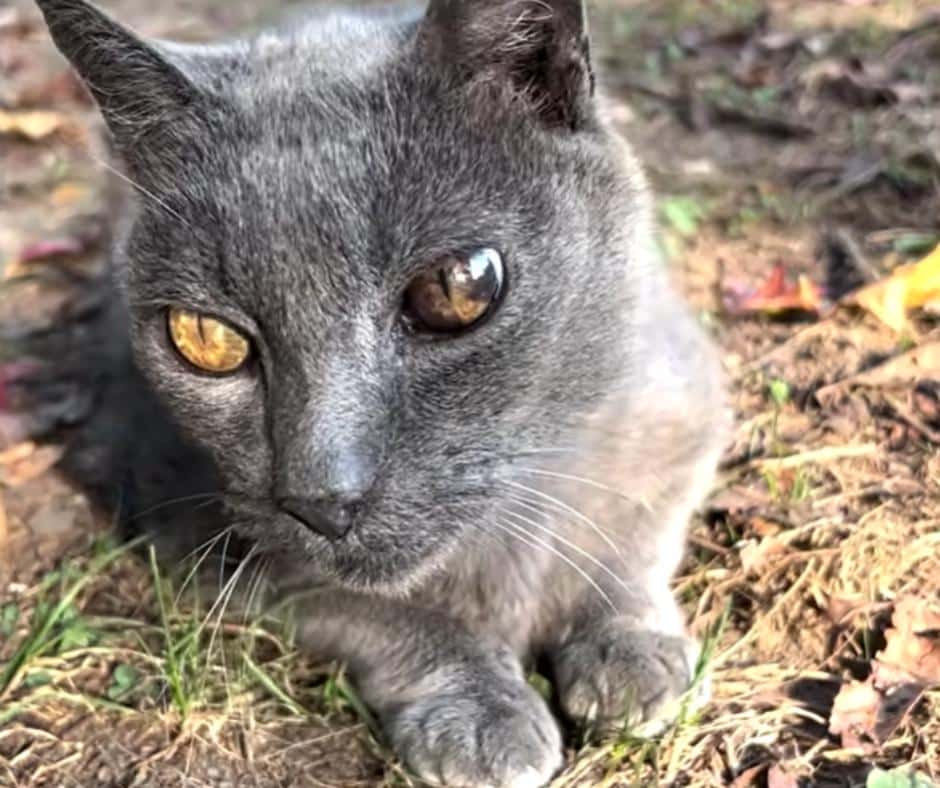 Cats inside home