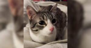 Roux the cat