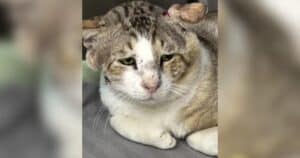 Injured Cat in Dubai