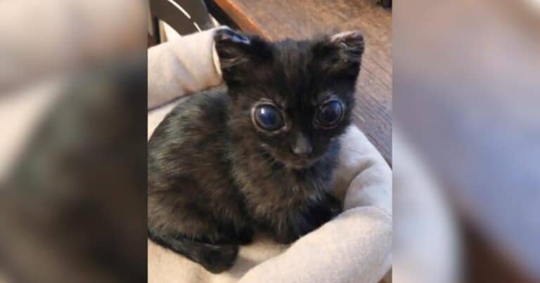 Dorito the kitten
