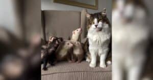 Ferrets playing at home