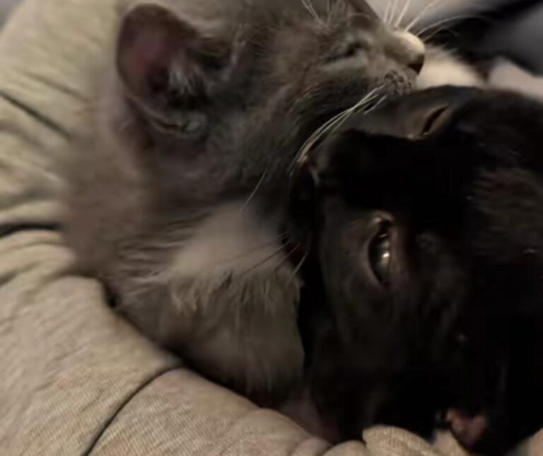 Baby Corn Cat Playing with Kittens