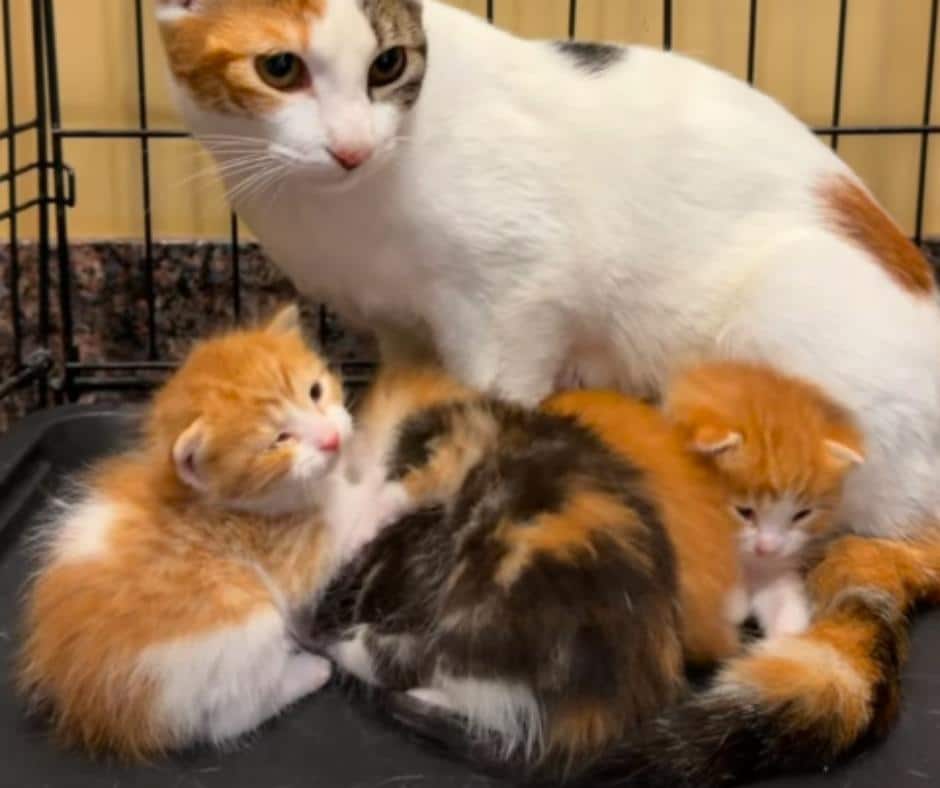 Muffins and Kittens